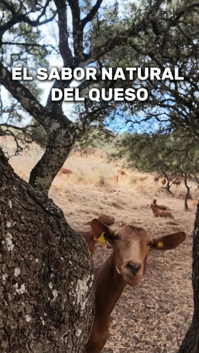 La calidad empieza mucho antes de llegar a tu mesa. 🐐🌿⁣
⁣
Empieza en el campo, con cabras que viven en libertad, tranquilas y rodeadas de naturaleza. Una forma de vida que favorece su bienestar y que se refleja en la calidad de su leche.⁣
⁣
Estas son las cabras de ganaderos que confían en El Pastor del Torcal para entregarnos su leche. Ganaderos que conocen a sus animales, cuidan de ellos cada día y apuestan por una ganadería extensiva y responsable.⁣
⁣
Porque cuando se cuida el origen, se nota en el resultado.⁣
⁣
📍Puedes encontrar nuestros productos en nuestra web o en nuestras tiendas físicas. ⁣
.⁣
.⁣
.⁣
#ElPastorDelTorcal #QuesoDeCabra #GanaderíaExtensiva #DelCampoALaMesa #ProductoLocal #Calidad #QuesoArtesano⁣